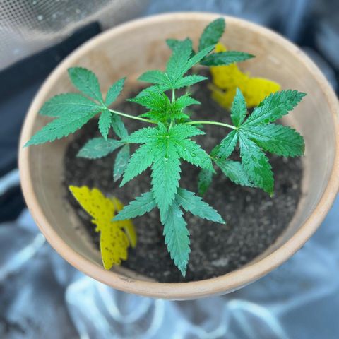 Speedy chili  growlog timeline photo