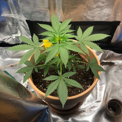Speedy chili  growlog timeline photo