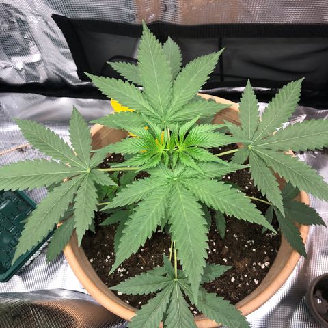 Speedy chili  growlog timeline photo