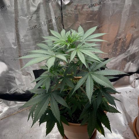Speedy chili  growlog timeline photo