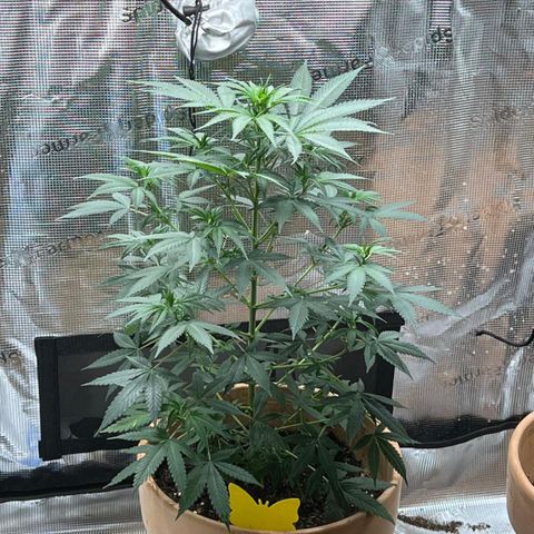 Speedy chili  growlog timeline photo