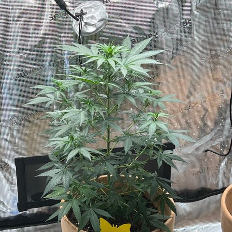 Speedy chili  growlog timeline photo
