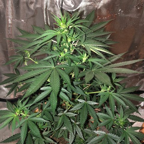 Speedy chili  growlog timeline photo