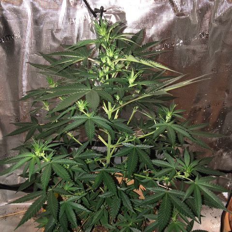 Speedy chili  growlog timeline photo