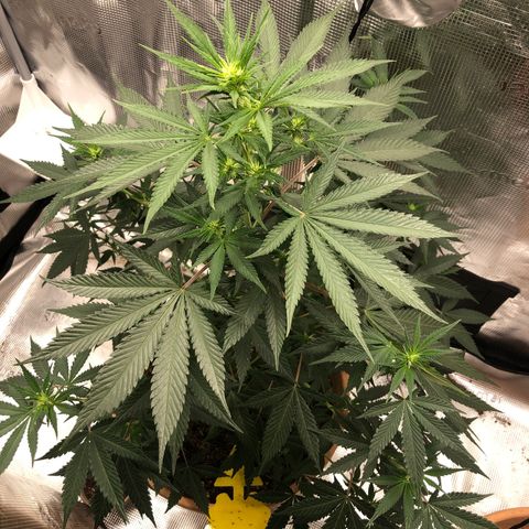 Speedy chili  growlog timeline photo