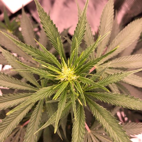 Speedy chili  growlog timeline photo