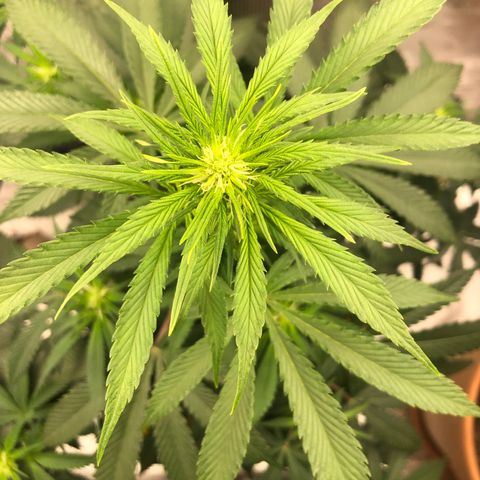 Speedy chili  growlog timeline photo