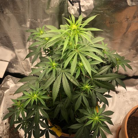 Speedy chili  growlog timeline photo