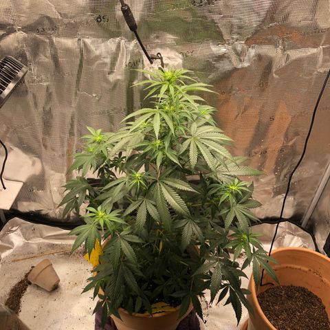 Speedy chili  growlog timeline photo