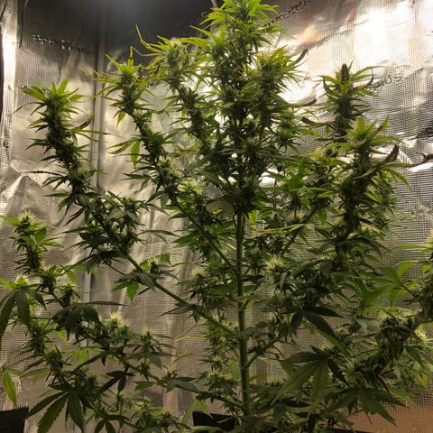 Speedy chili  growlog timeline photo