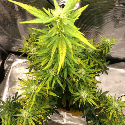 Speedy chili  growlog timeline photo