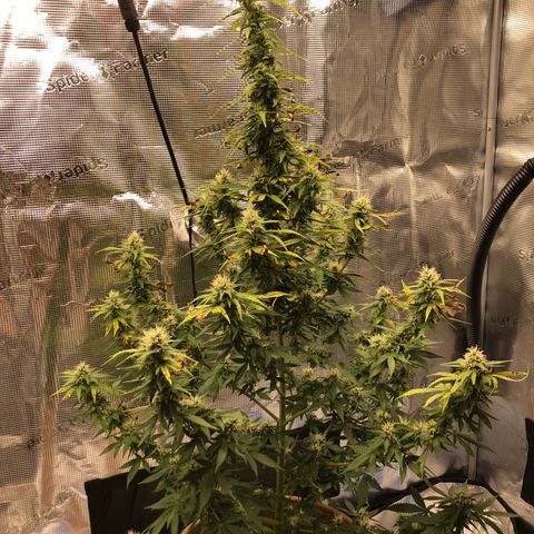 Speedy chili  growlog timeline photo