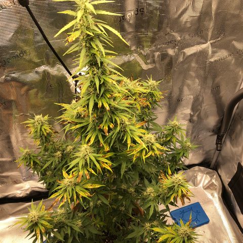 Speedy chili  growlog timeline photo