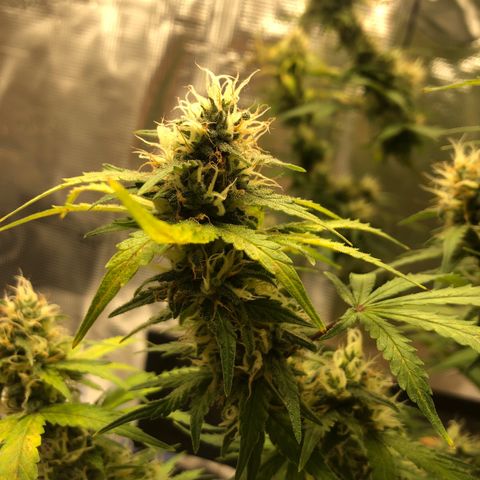 Speedy chili  growlog timeline photo