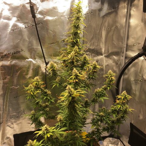 Speedy chili  growlog timeline photo