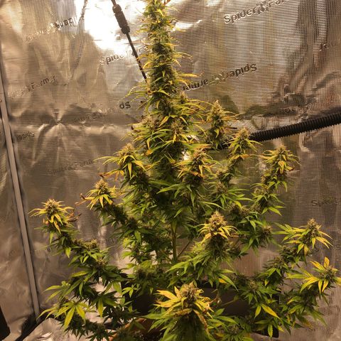 Speedy chili  growlog timeline photo