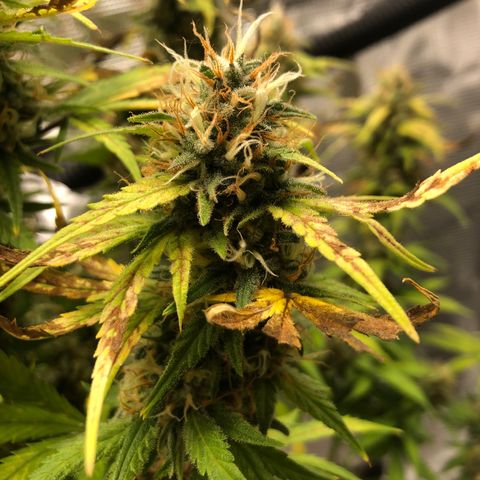 Speedy chili  growlog timeline photo