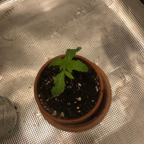 WEDDING GELATO aka ice cream cake  growlog timeline photo