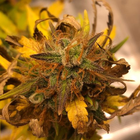 Speedy chili  growlog timeline photo