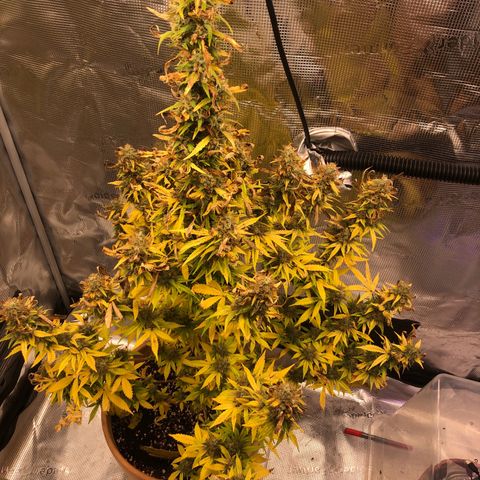 Speedy chili  growlog timeline photo