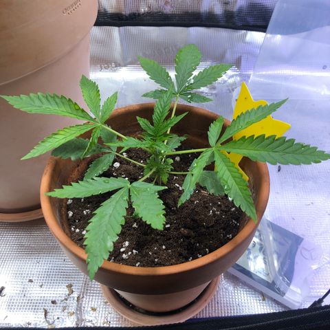 WEDDING GELATO aka ice cream cake  growlog timeline photo