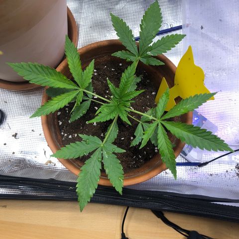 WEDDING GELATO aka ice cream cake  growlog timeline photo