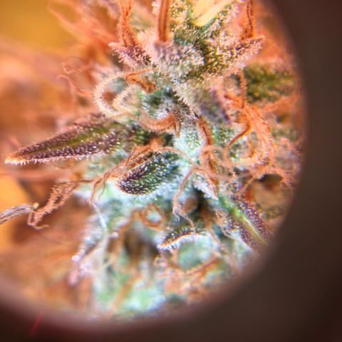Speedy chili  growlog timeline photo