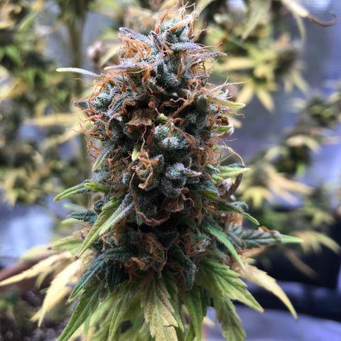 Speedy chili  growlog timeline photo