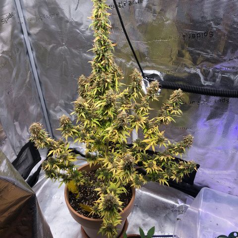 Speedy chili  growlog timeline photo