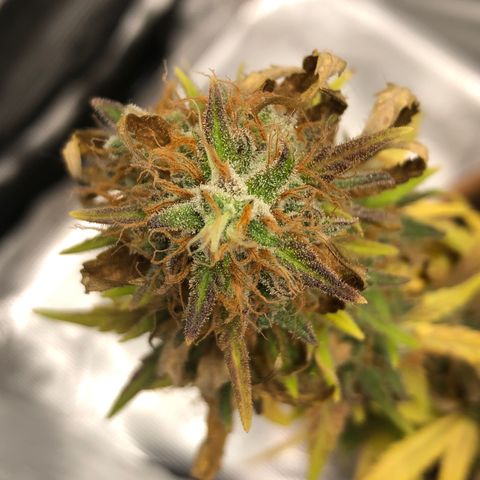 Speedy chili  growlog timeline photo