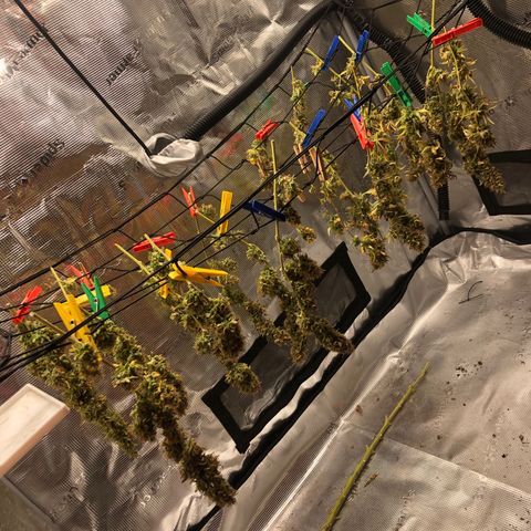 Speedy chili  growlog timeline photo