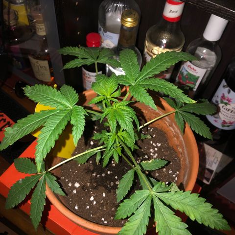 WEDDING GELATO aka ice cream cake  growlog timeline photo