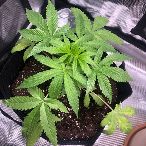 WEDDING GELATO aka ice cream cake  growlog timeline photo