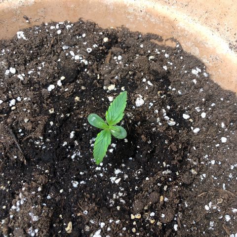 NYC Sour D  growlog timeline photo