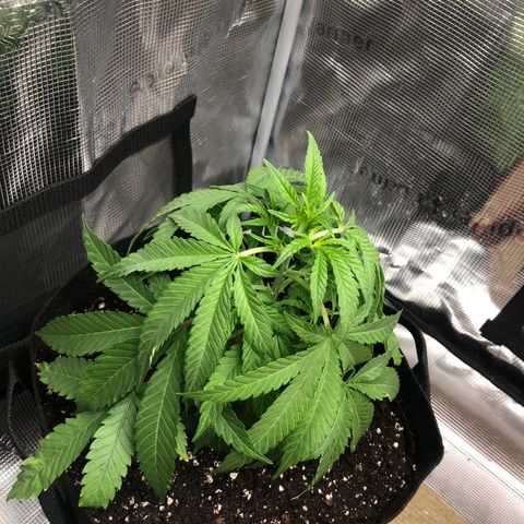WEDDING GELATO aka ice cream cake  growlog timeline photo