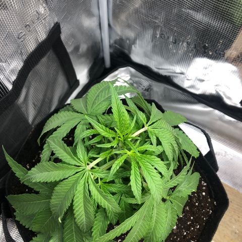 WEDDING GELATO aka ice cream cake  growlog timeline photo