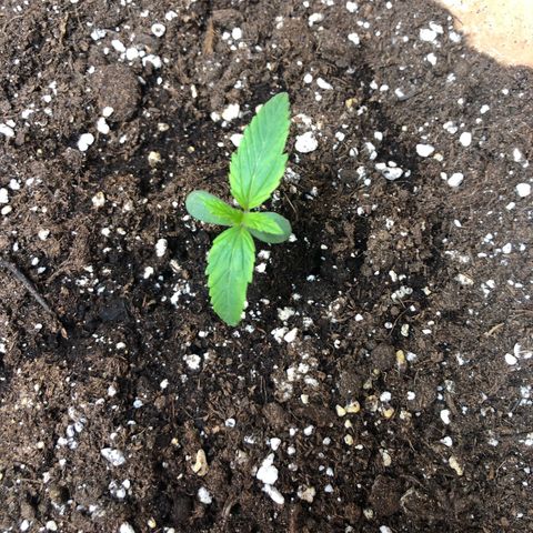 NYC Sour D  growlog timeline photo
