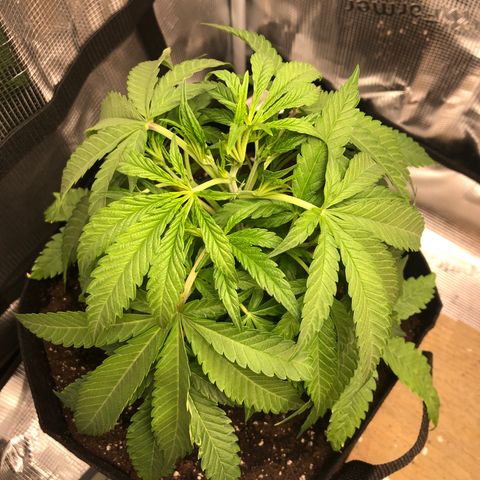 WEDDING GELATO aka ice cream cake  growlog timeline photo
