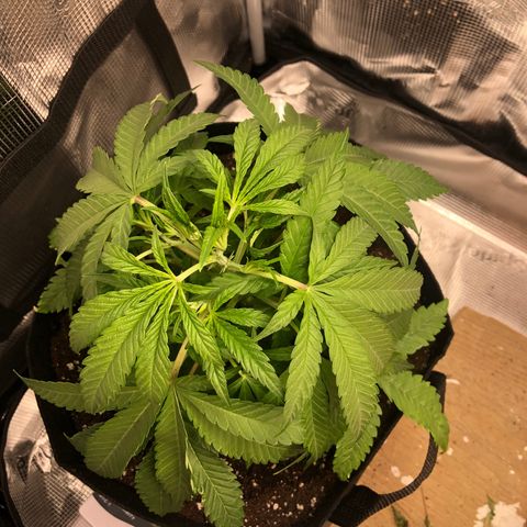 WEDDING GELATO aka ice cream cake  growlog timeline photo