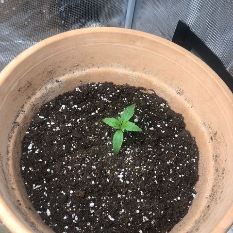 NYC Sour D  growlog timeline photo