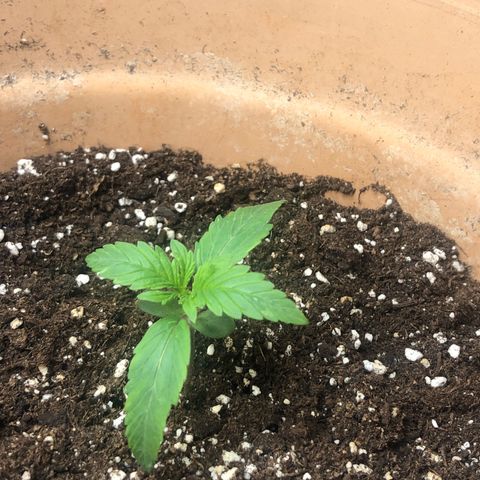 NYC Sour D  growlog timeline photo