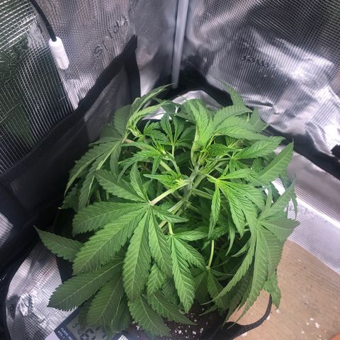 WEDDING GELATO aka ice cream cake  growlog timeline photo