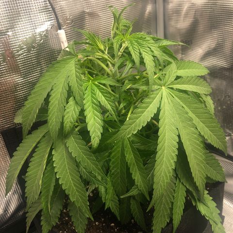 WEDDING GELATO aka ice cream cake  growlog timeline photo