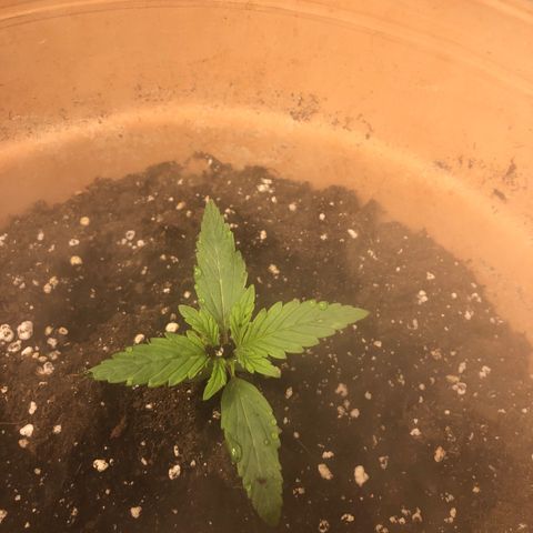 NYC Sour D  growlog timeline photo