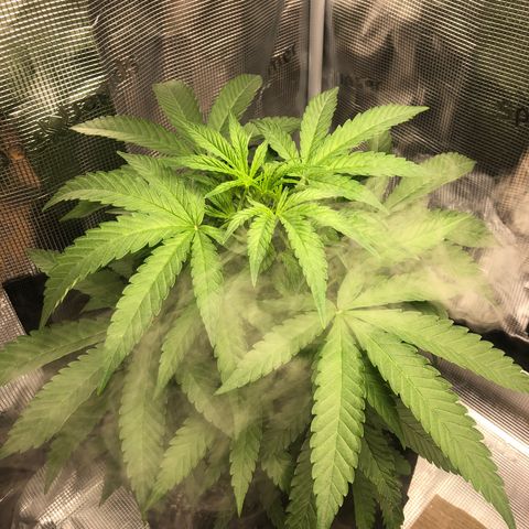 WEDDING GELATO aka ice cream cake  growlog timeline photo