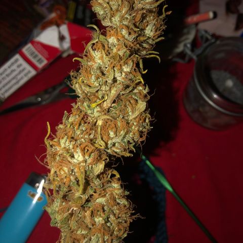 Speedy chili  growlog timeline photo