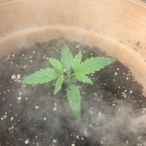 NYC Sour D  growlog timeline photo