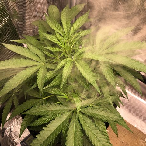 WEDDING GELATO aka ice cream cake  growlog timeline photo