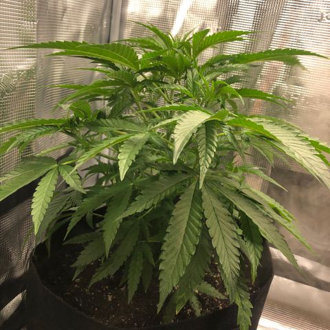 WEDDING GELATO aka ice cream cake  growlog timeline photo