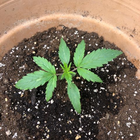 NYC Sour D  growlog timeline photo